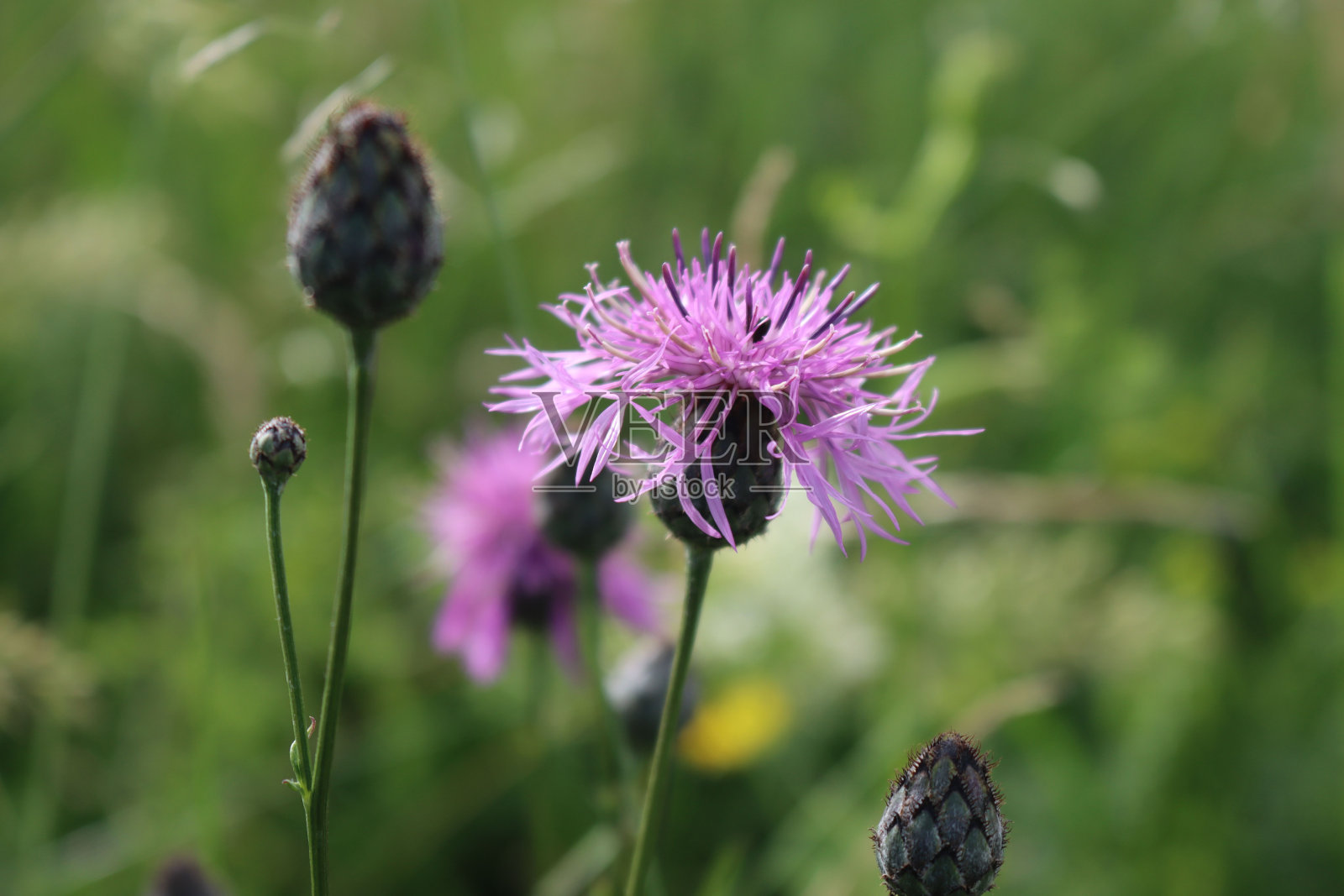 矢车菊也叫矢车菊照片摄影图片
