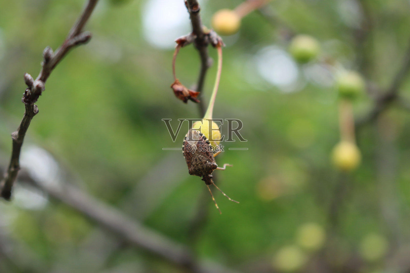 果园中未成熟的酸樱桃果实上的褐色紫斑盾蚧照片摄影图片
