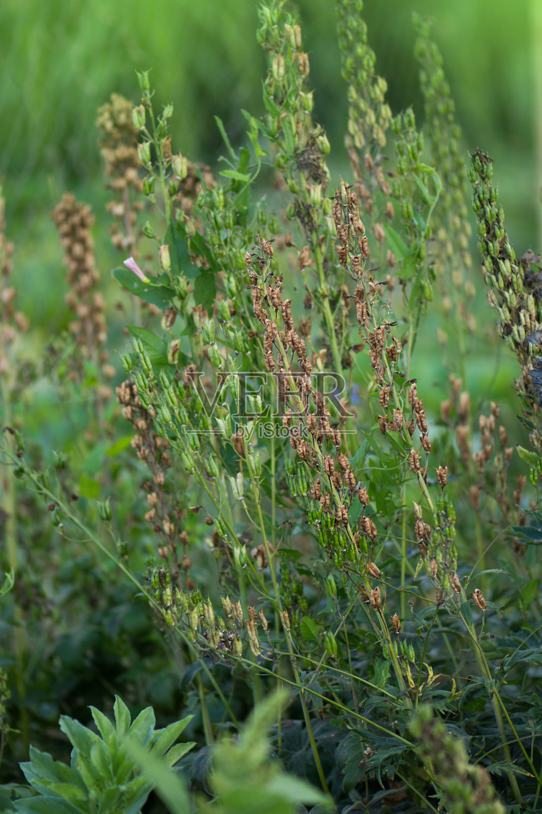 飞燕草田用于生产种业。飞燕草的花序和花的种子。照片摄影图片