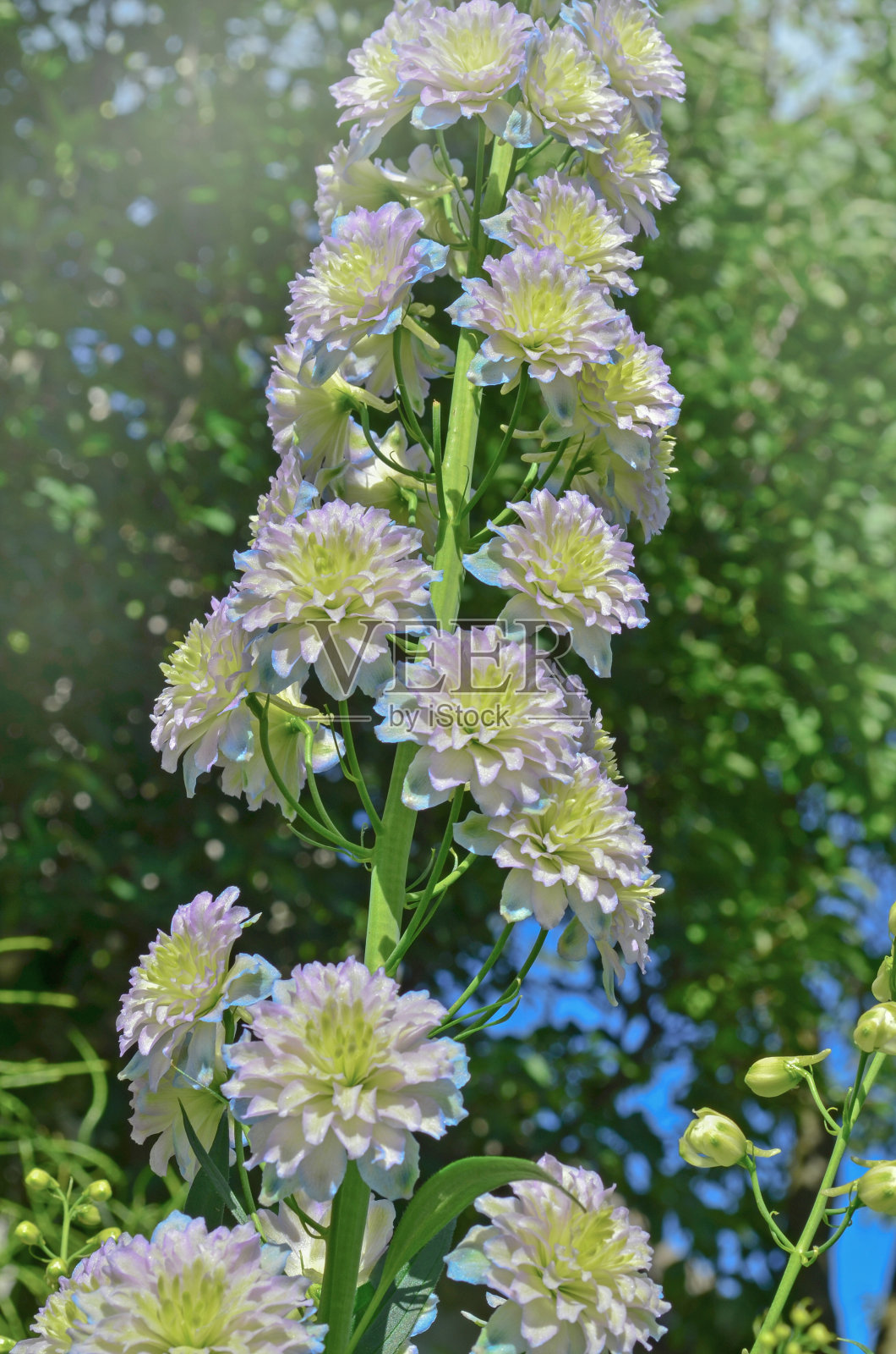 飞燕草早晨日出照片摄影图片