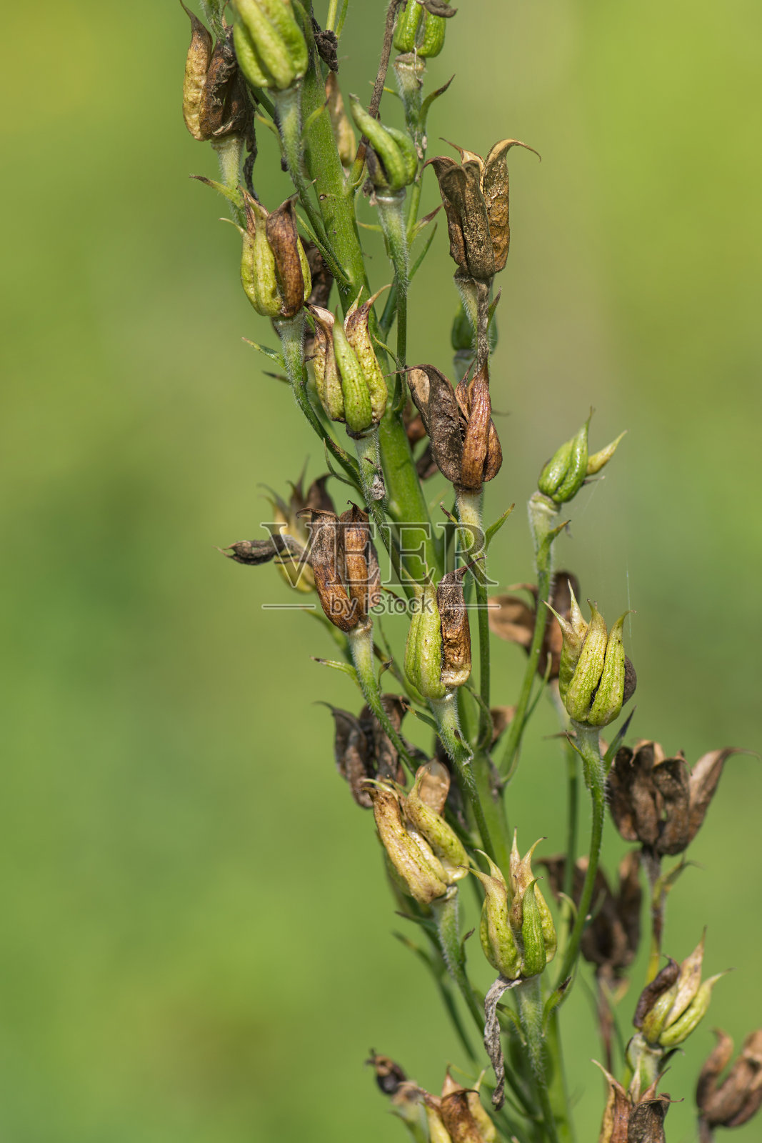 飞燕草田用于生产种业。飞燕草鲜花种子照片摄影图片