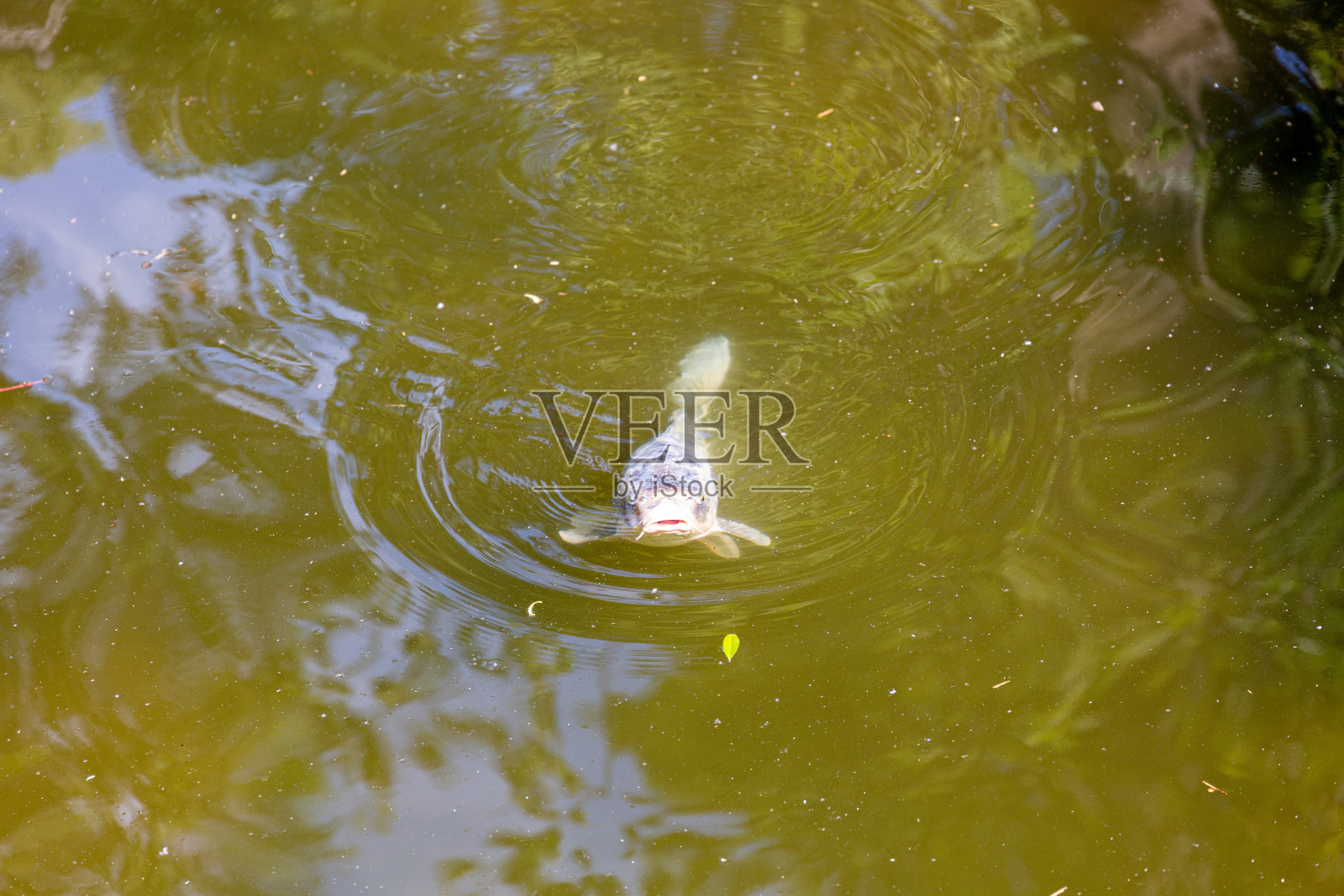 鱼在公园的湖里游泳照片摄影图片