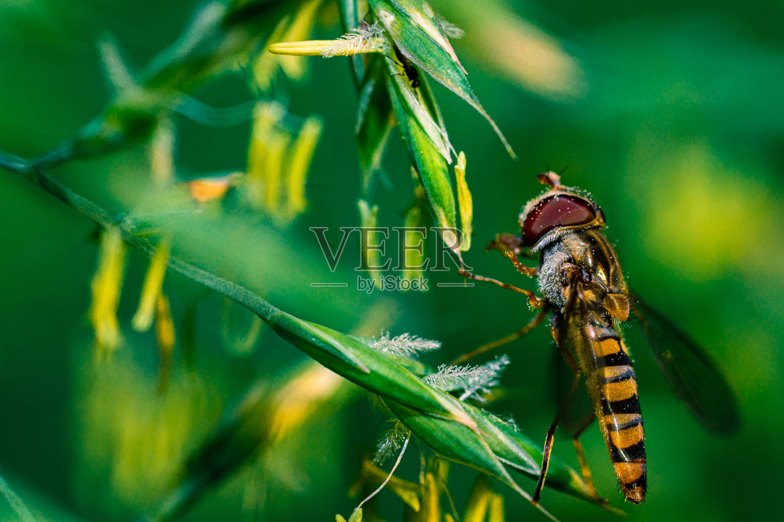 绿叶上的一只食蚜蝇照片摄影图片