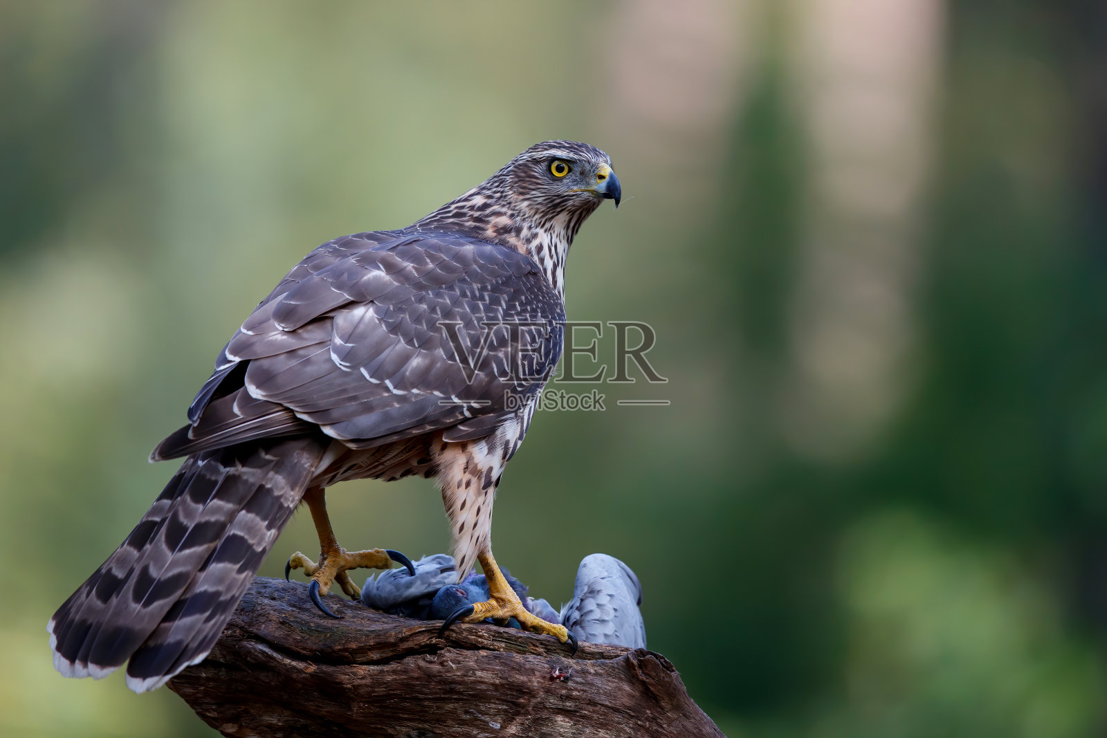北方的苍鹰在森林里照片摄影图片