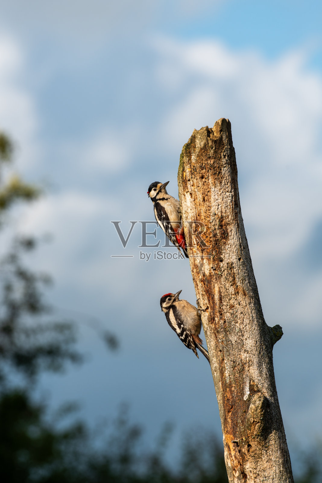 更大的发现啄木鸟照片摄影图片