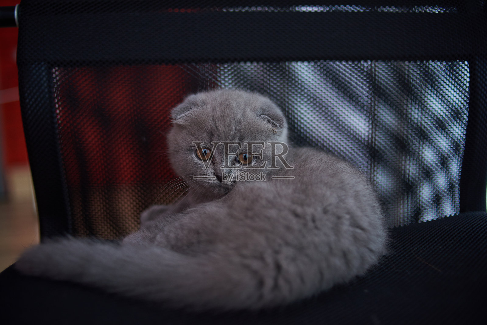 苏格兰折耳猫的猫。好奇的苏格兰折耳猫。特写镜头照片摄影图片