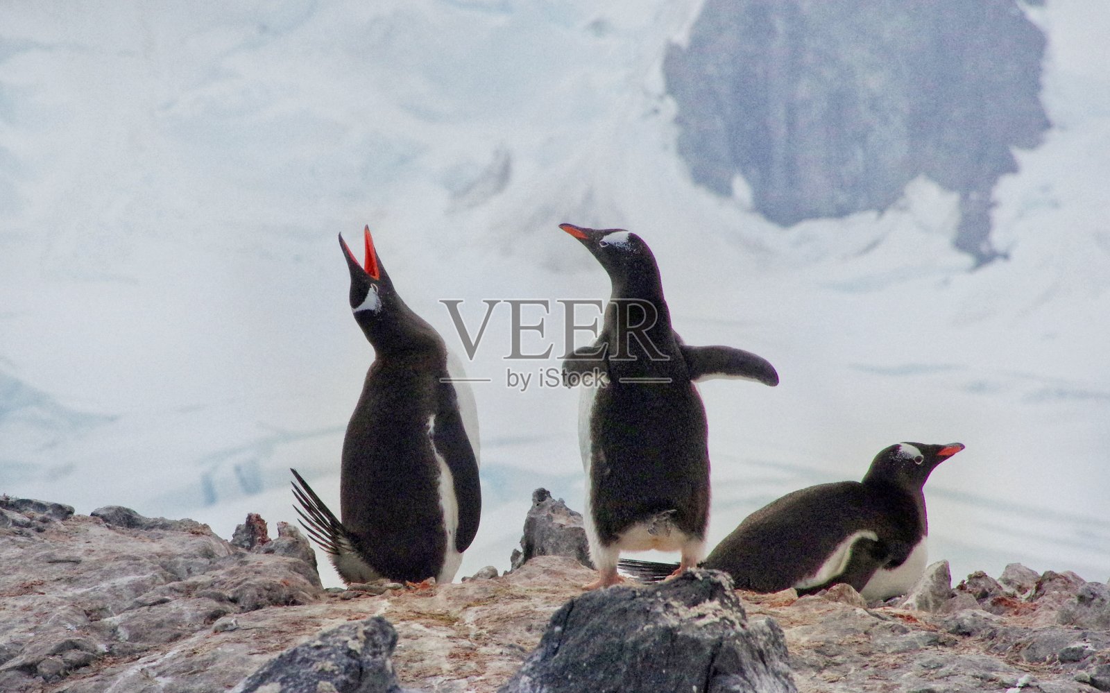 企鹅唱歌照片摄影图片