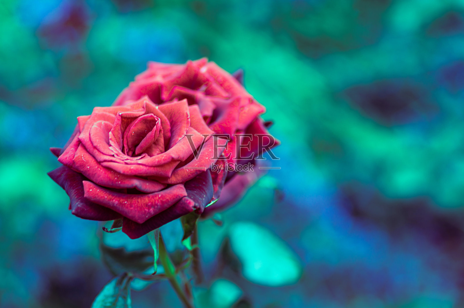 一条色彩鲜艳的玫瑰照片摄影图片