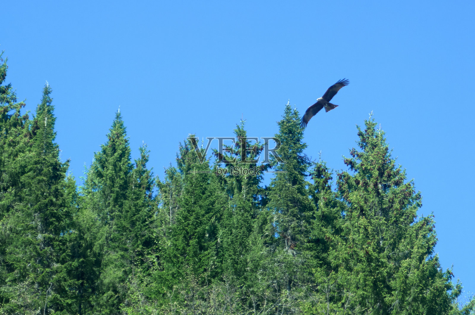 一只食肉鸟飞过树林寻找猎物照片摄影图片
