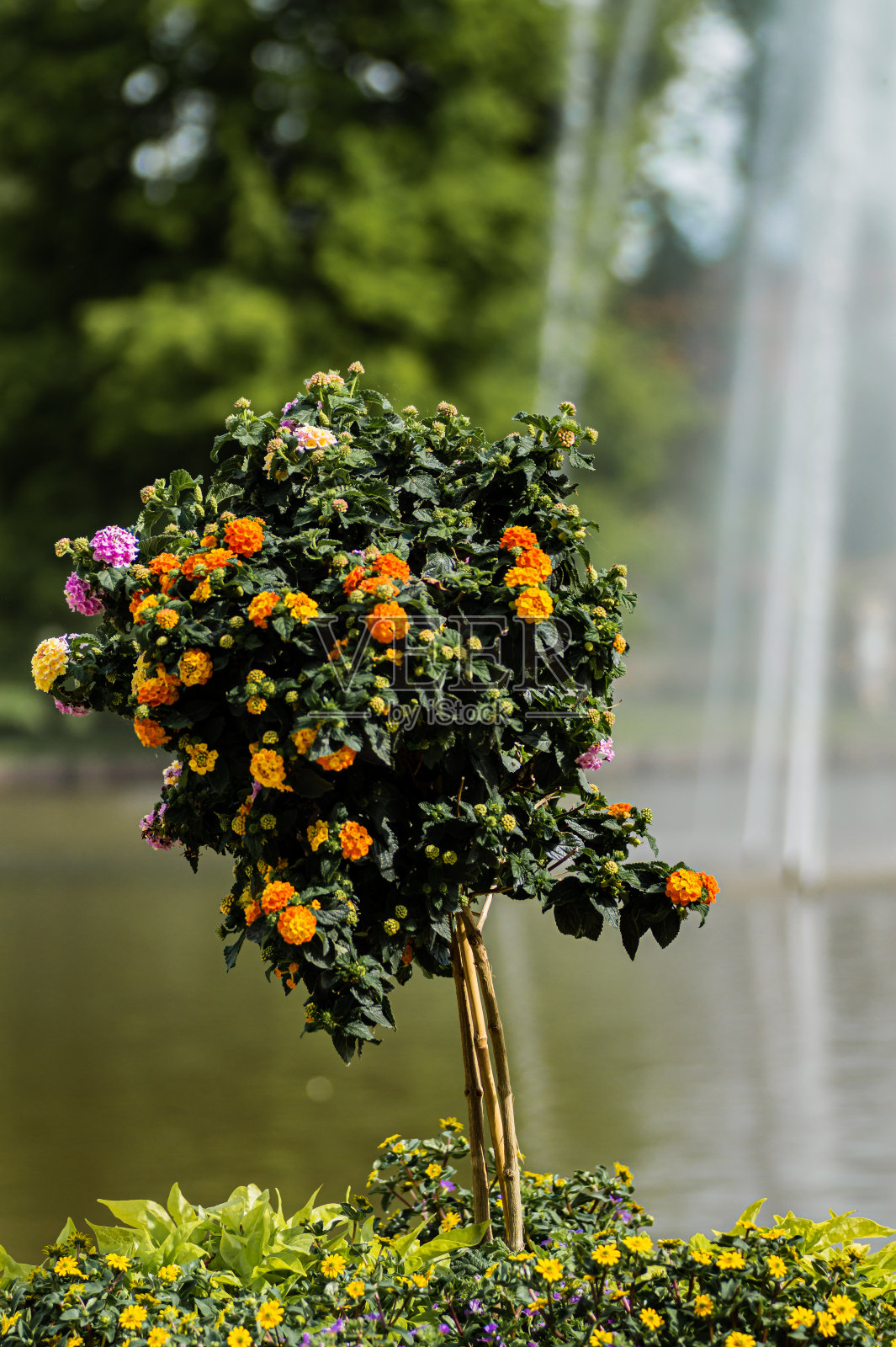 喷泉前的花树照片摄影图片