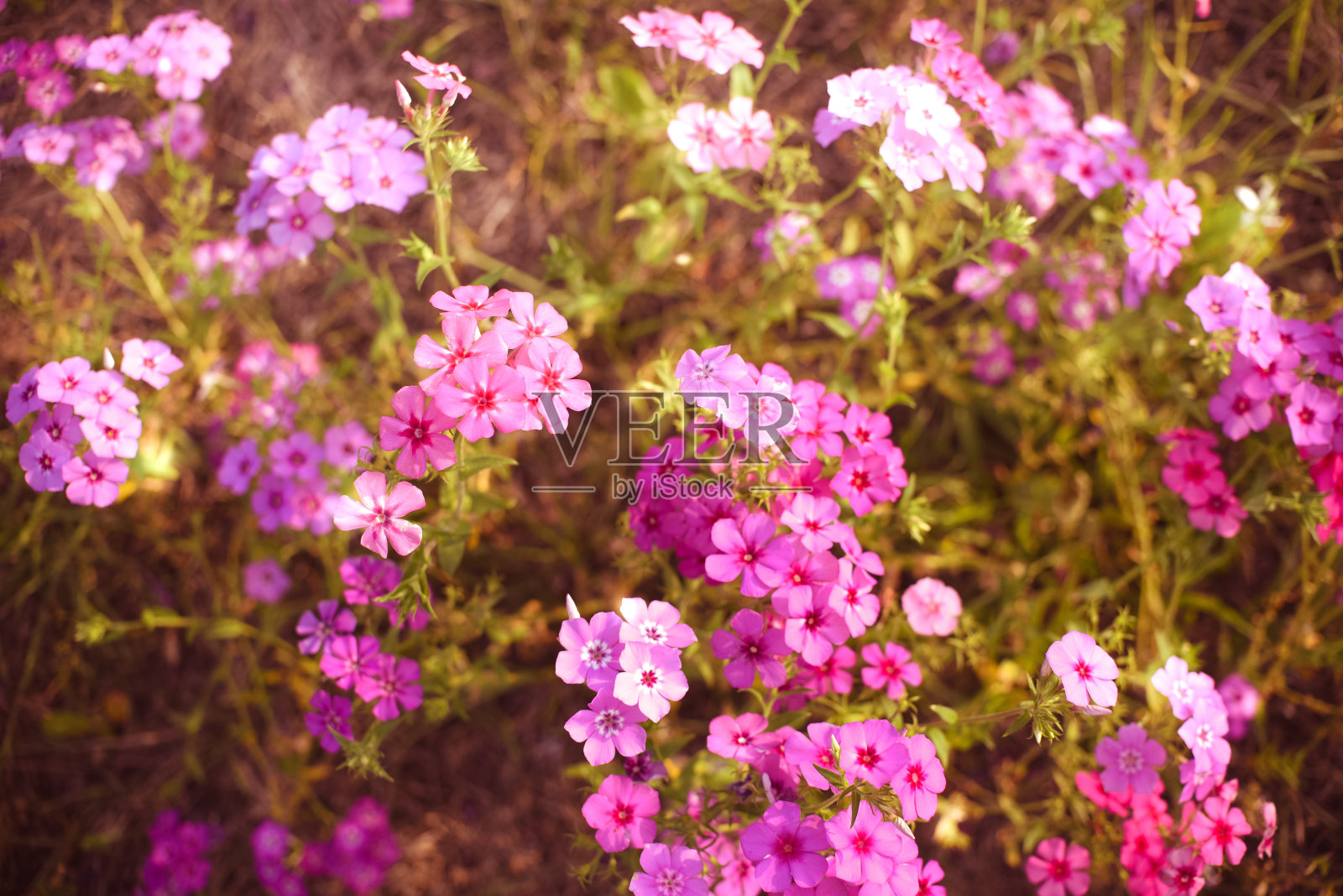 野花领域照片摄影图片