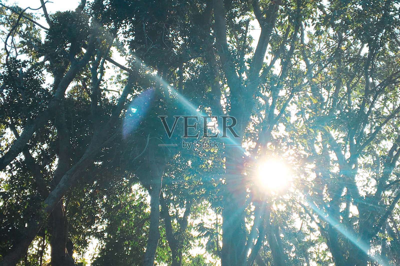 树灯照片摄影图片