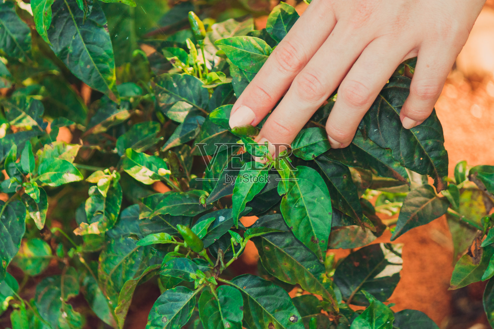 在农场里种胡椒的女人照片摄影图片