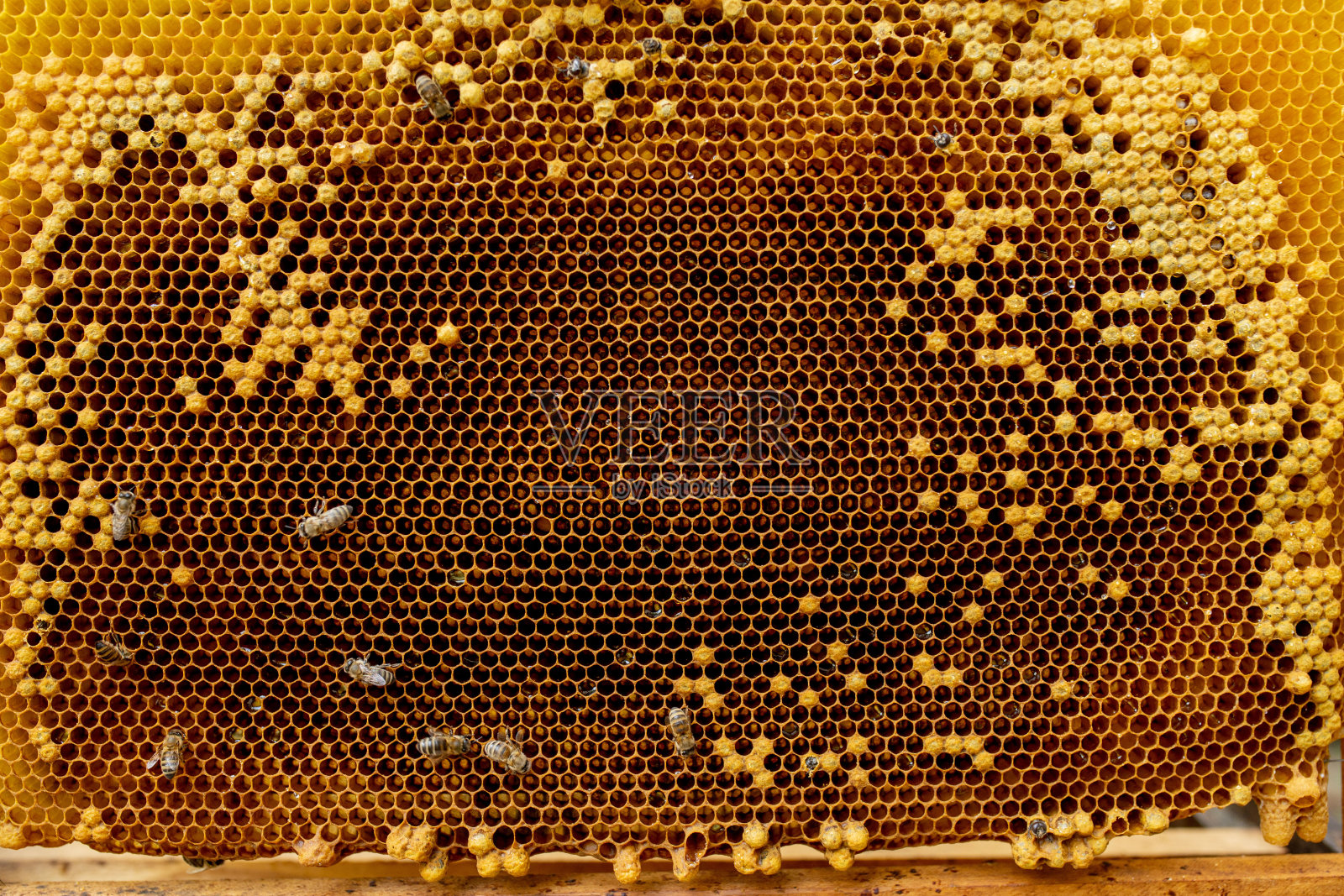 蜜蜂在蜂窝上。特写蜜蜂在蜂房的蜂巢在夏季-选择性的焦点，复制空间照片摄影图片