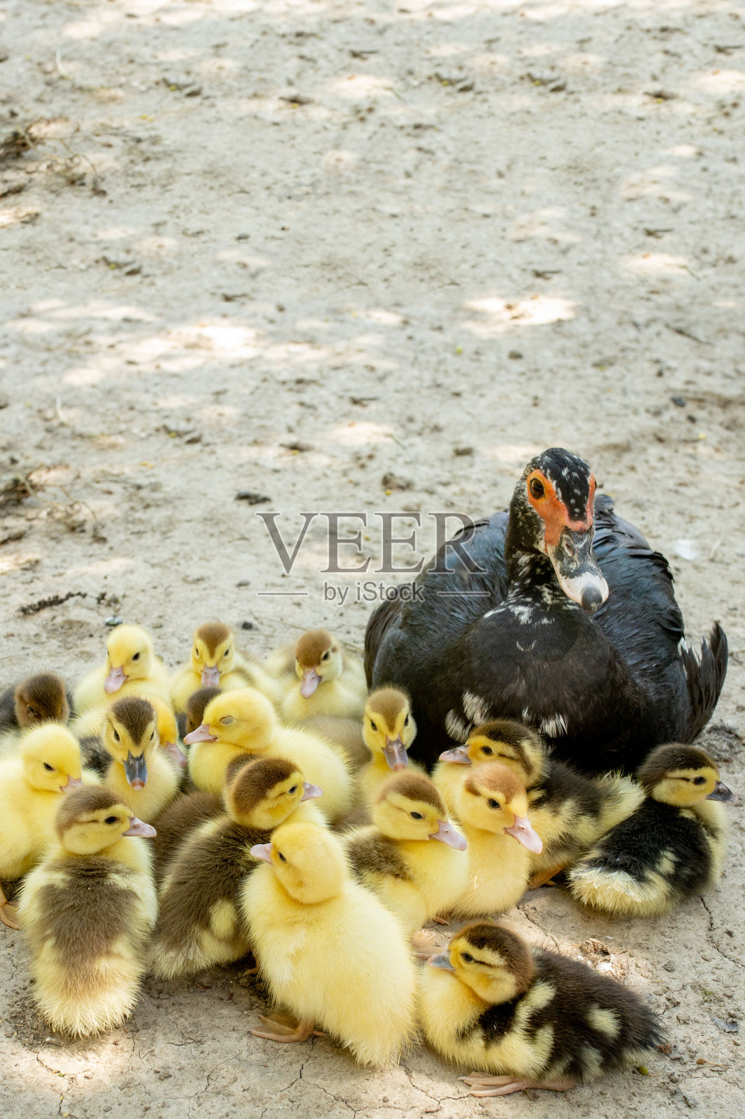 鸭妈妈和她的小鸭子们。有许多小鸭子跟着妈妈。照片摄影图片