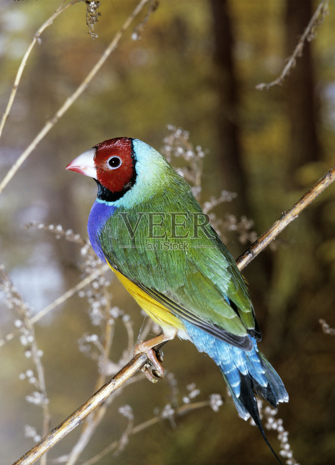 黄翅雀，黄翅草，成虫照片摄影图片