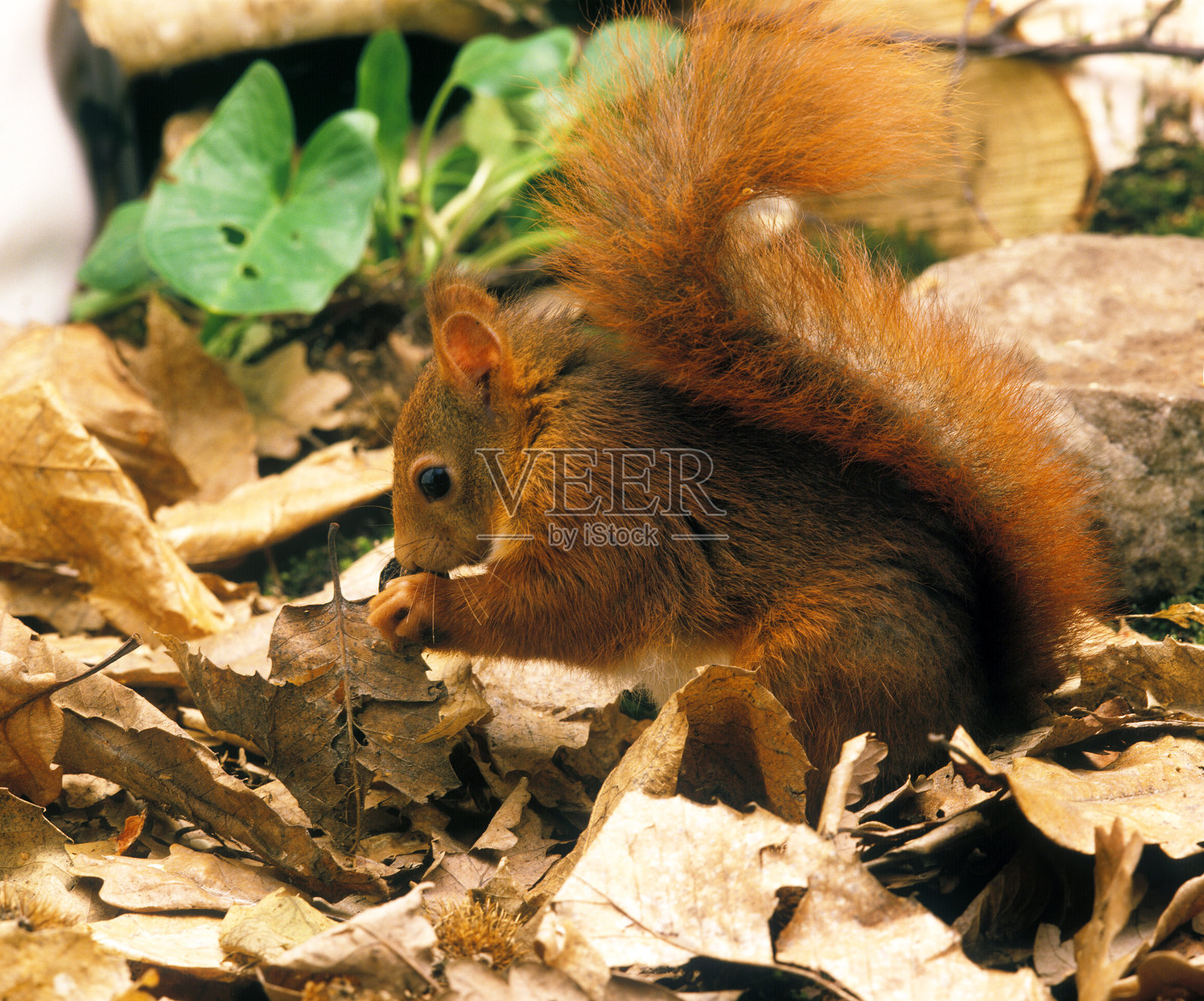 红松鼠，豹子，雄站在落叶上照片摄影图片