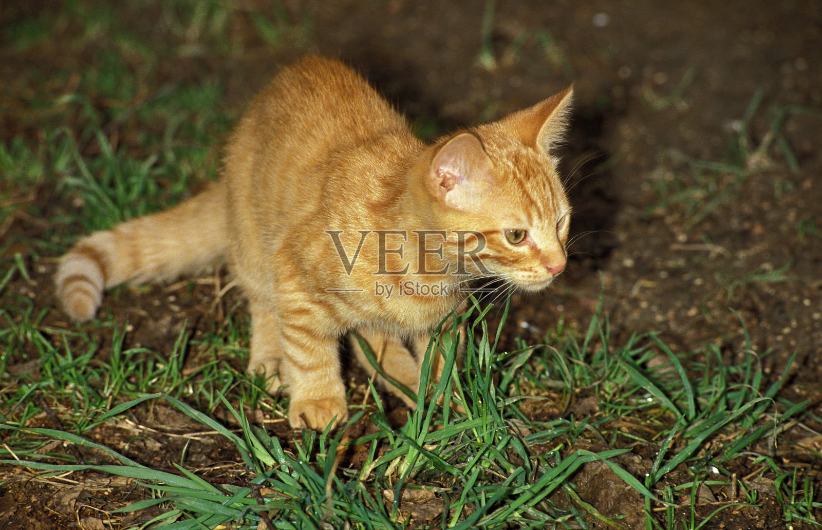 红虎斑家猫，小猫咪照片摄影图片