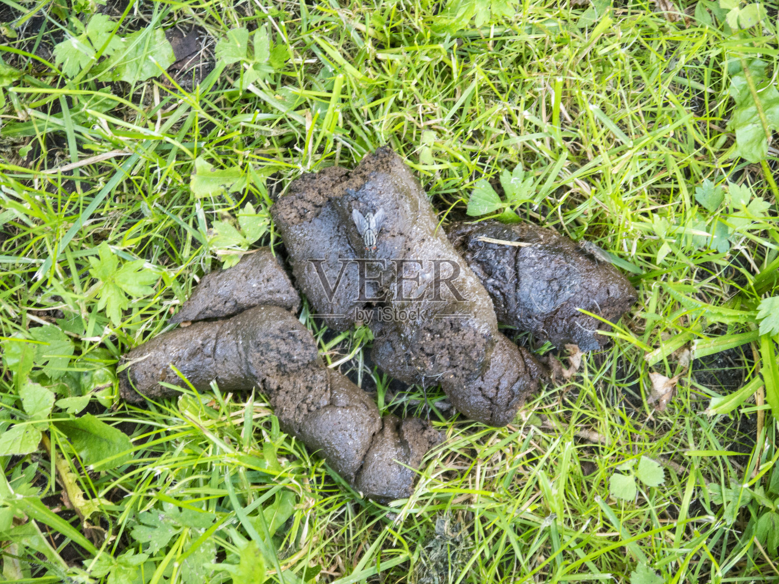 新鲜狗屎与红眼睛飞俯视图照片摄影图片