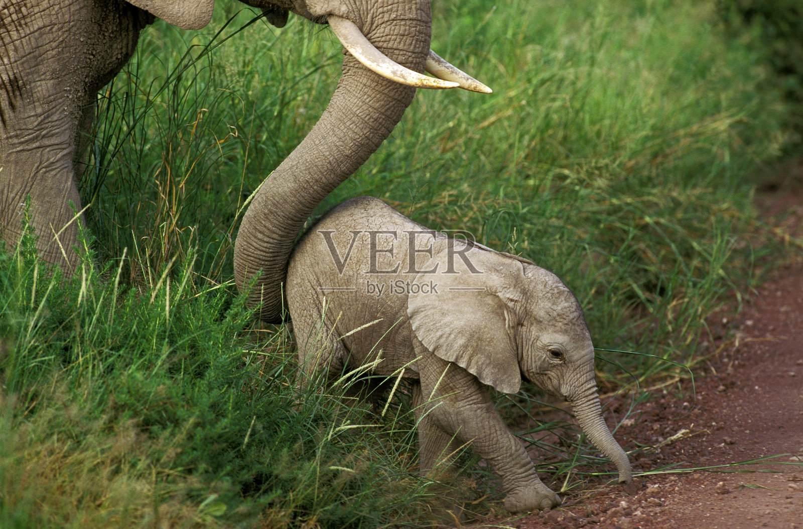 非洲象，loxodonta africana，母象和幼象，肯尼亚照片摄影图片