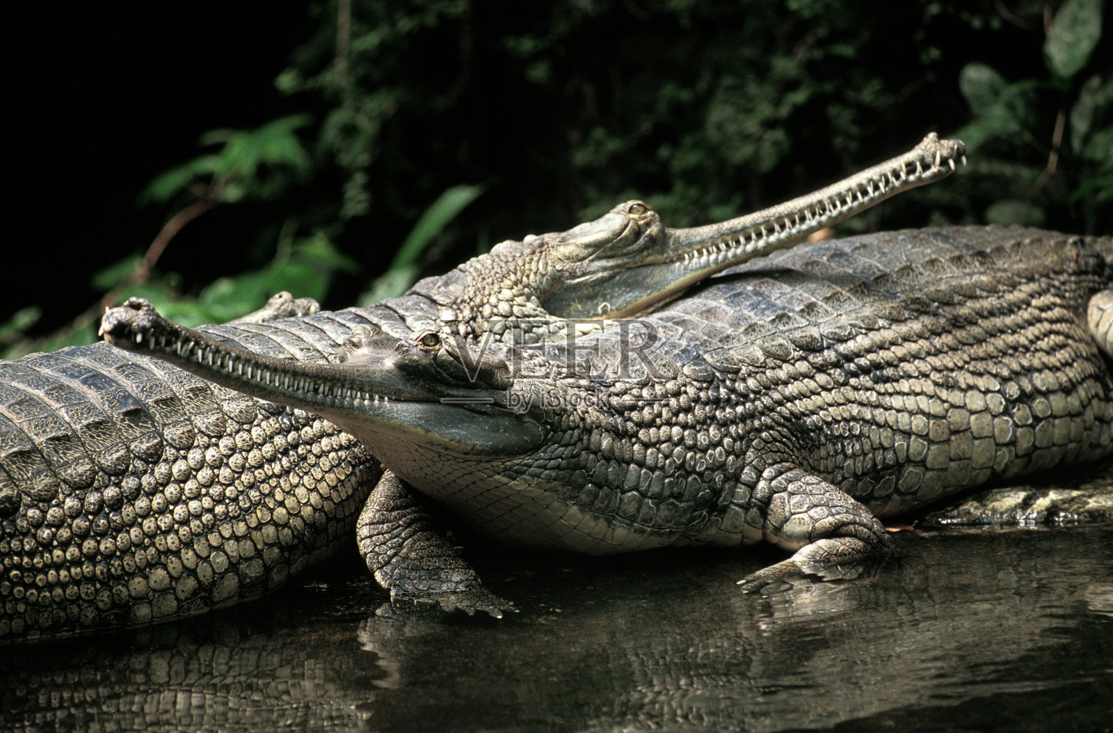 gavialis gangeticus，成人照片摄影图片