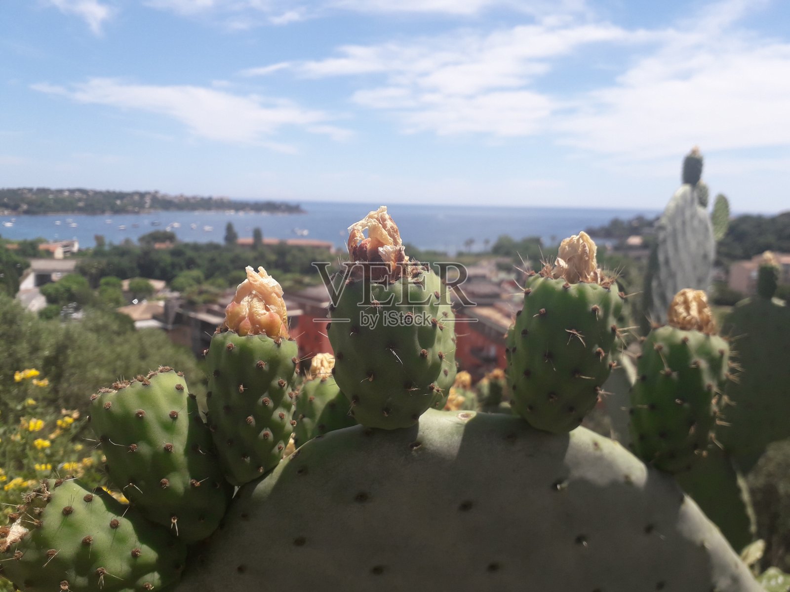 仙人掌花和普罗旺斯的海景照片摄影图片