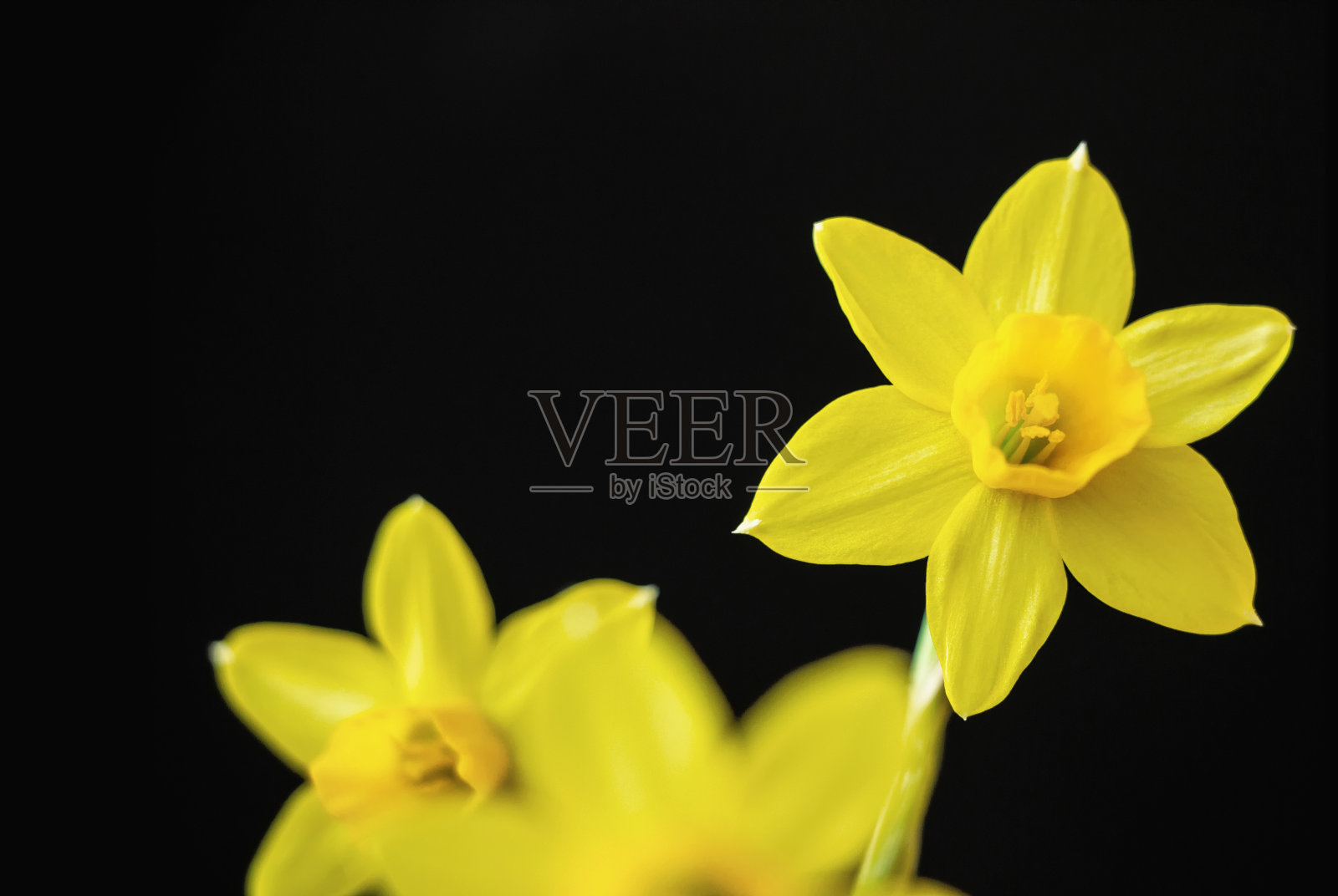 黄色水仙(水仙tazetta)花盛开在黑色的背景照片摄影图片