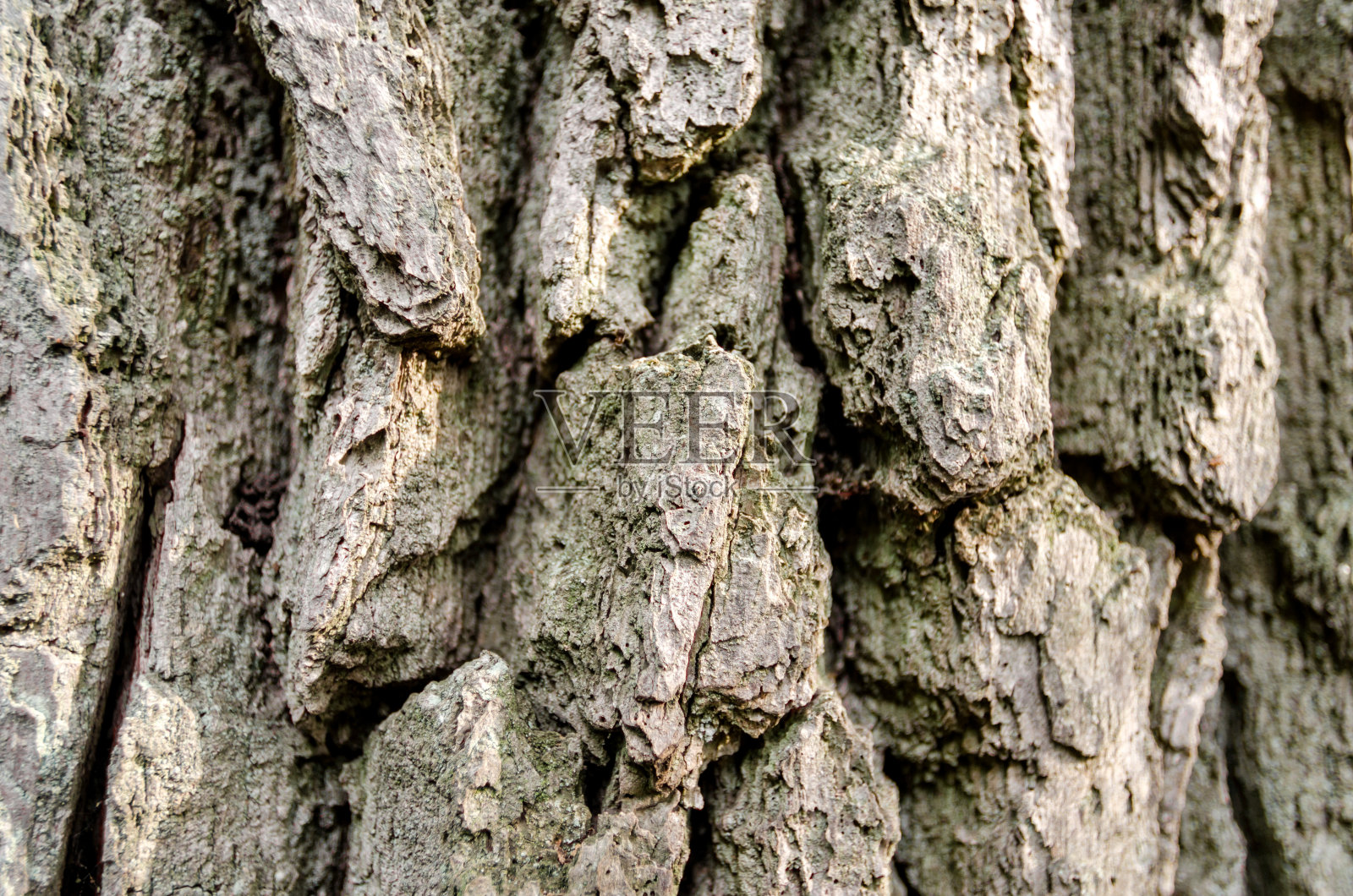 靠近老树干照片摄影图片