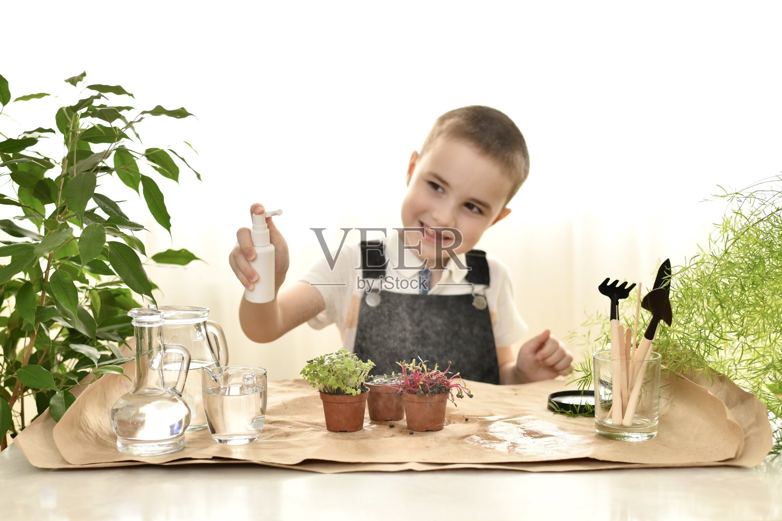 在花盆里培育一些绿色植物。孩子兴致勃勃地看着喷雾器的设计。照片摄影图片