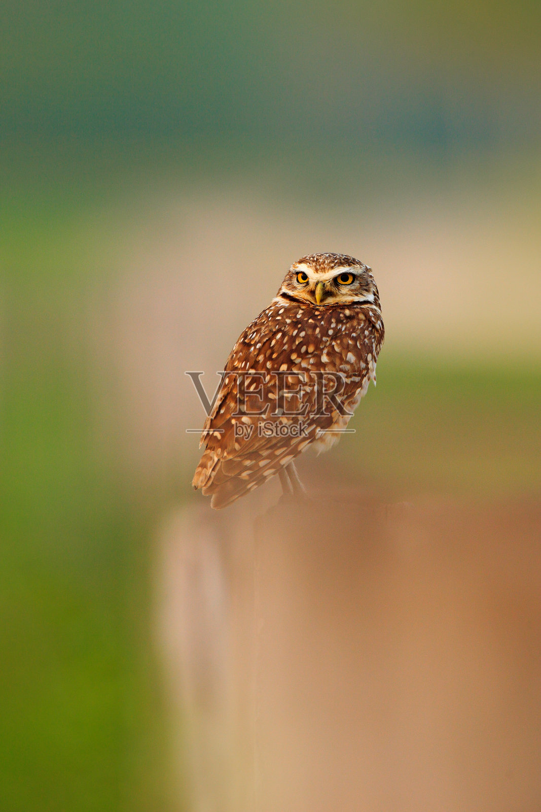 巴西潘塔纳尔的马托格罗索州，洞鸮，夜鸟，美丽的夕阳，自然栖息地的动物。来自大自然的野生动物场景，野生巴西猫头鹰。草里的大眼睛。照片摄影图片