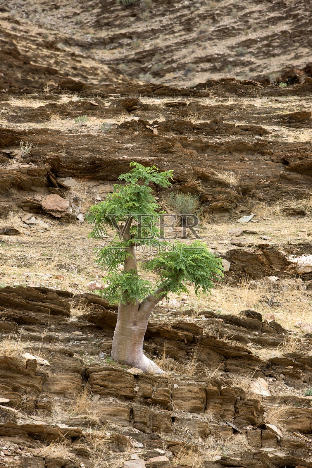 纳米比亚纳米布沙漠，Kobas树，cyphostemma currorii照片摄影图片