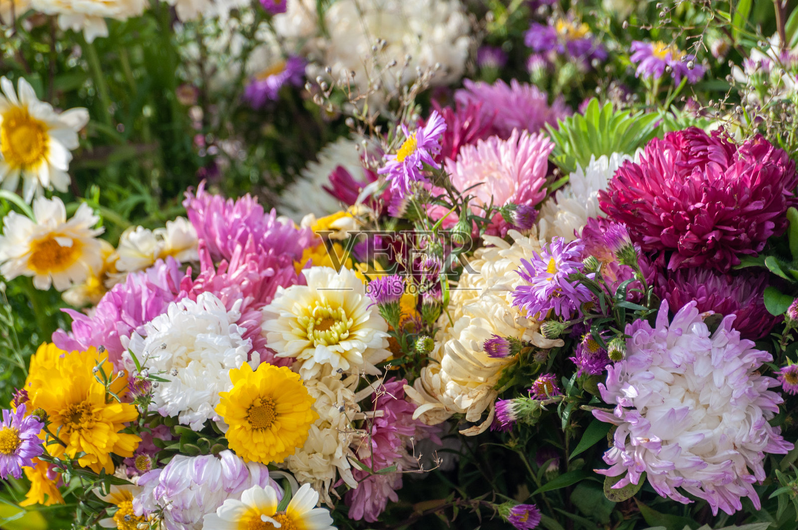 背景来自不同的花园的花照片摄影图片