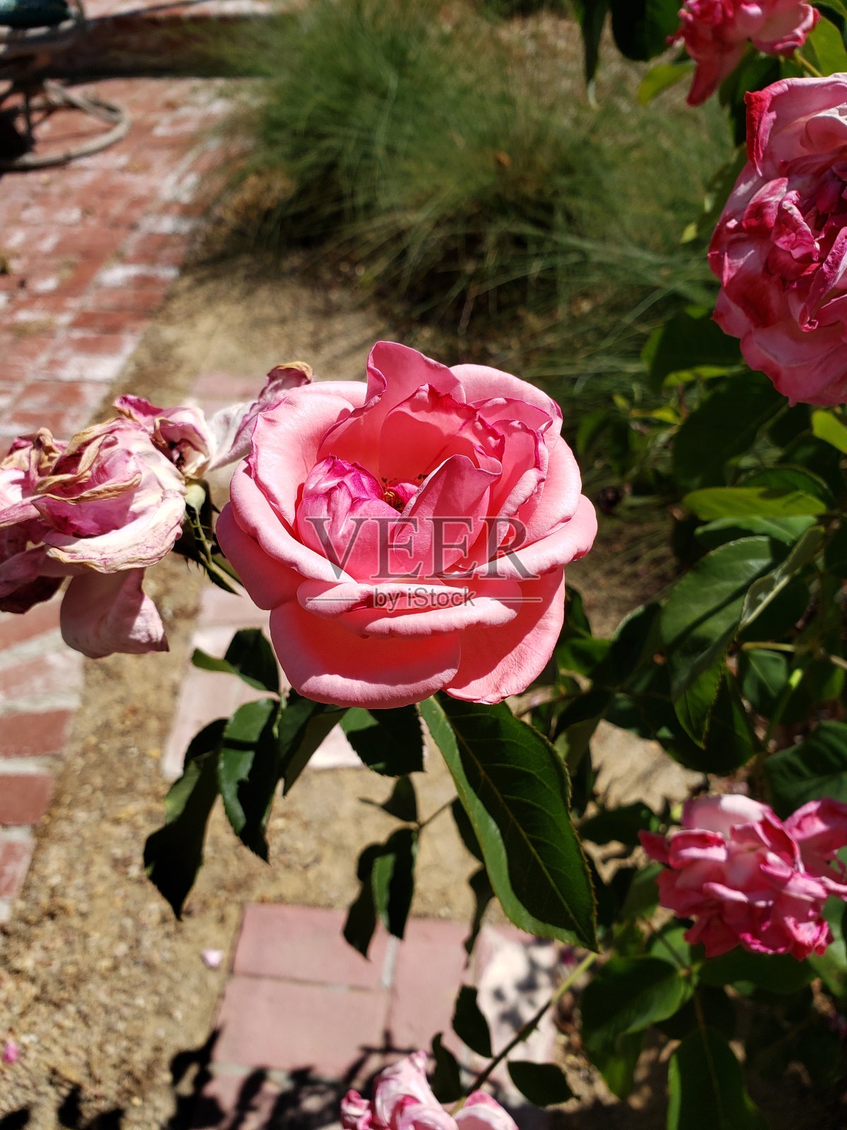 粉色玫瑰照片摄影图片