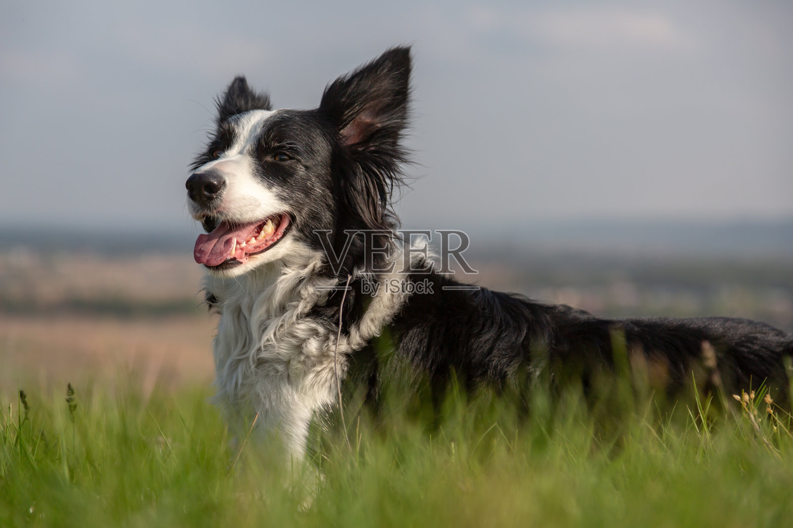 边境牧羊犬躺在山坡上的草地上，绿色的草对着天空。水平方向照片摄影图片