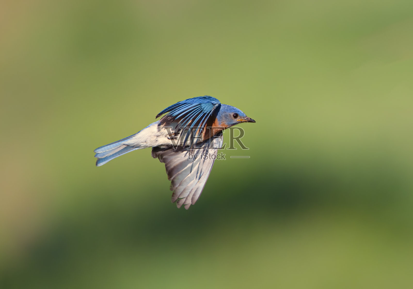 蓝色的新娘飞行照片摄影图片