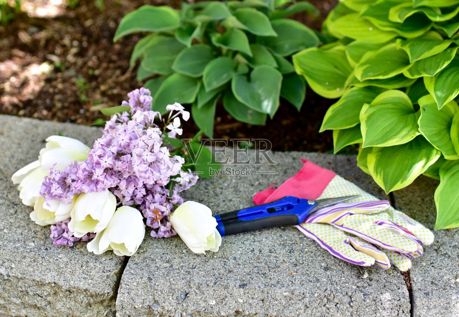 庭院和花园剪子和手套，以切割美丽的春天盛开的紫丁香和郁金香的母亲节礼物照片摄影图片