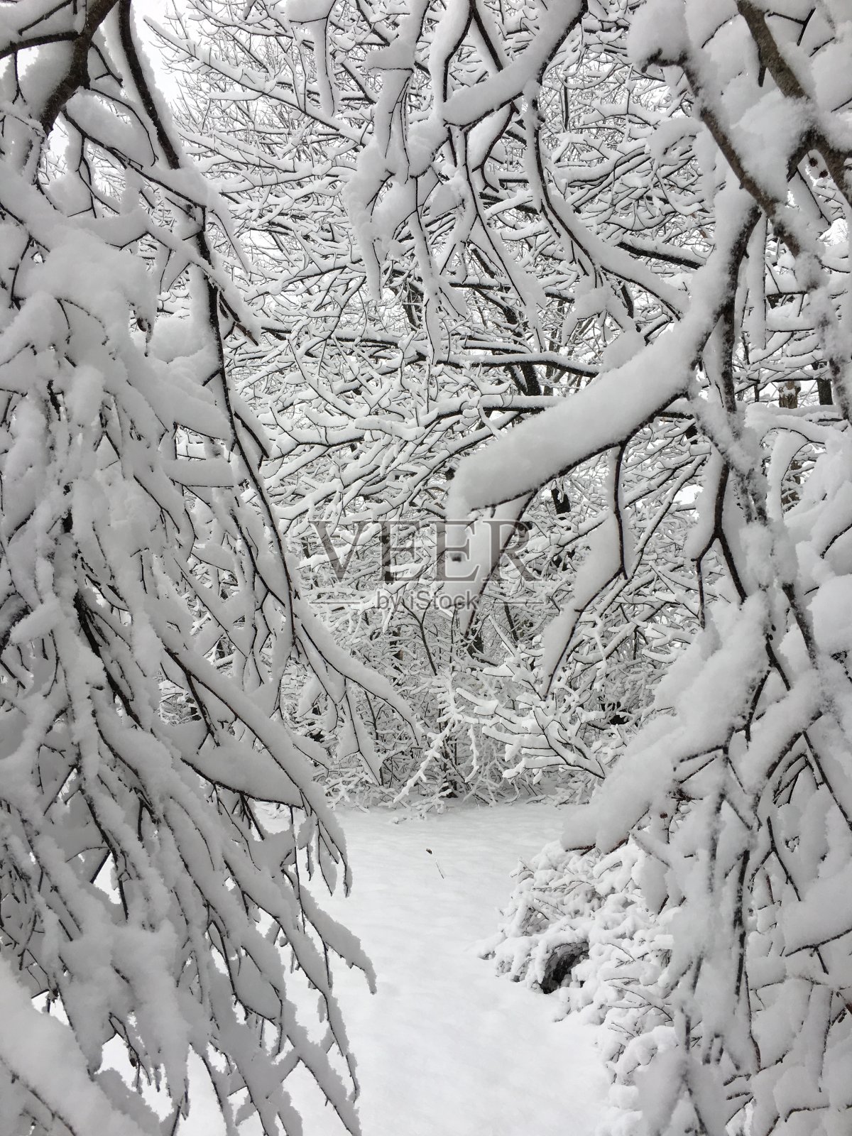 树枝上积满了雪照片摄影图片