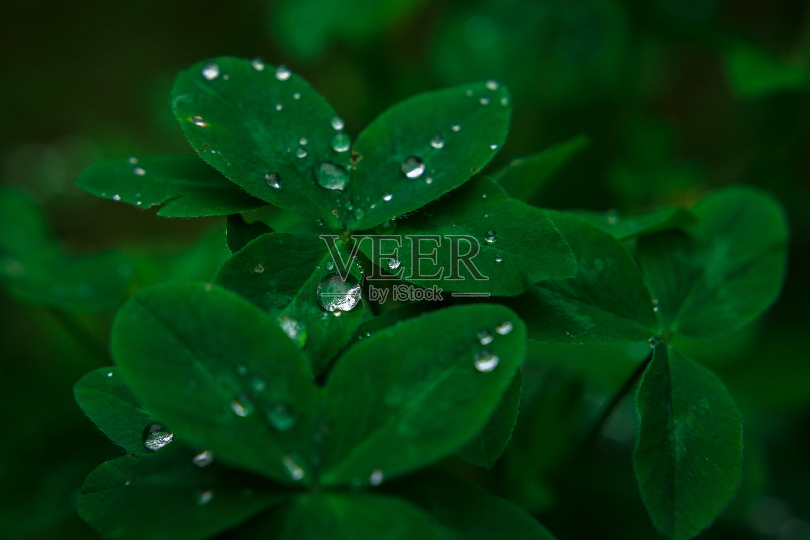 森林里有带雨滴的三叶草照片摄影图片