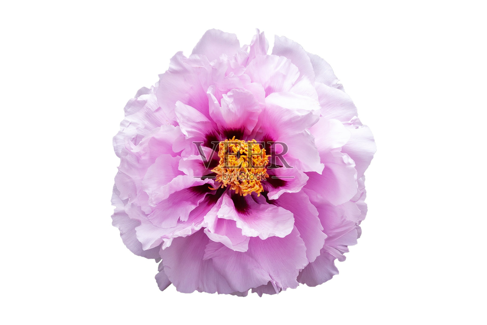 孤立在白色背景上的牡丹。照片摄影图片