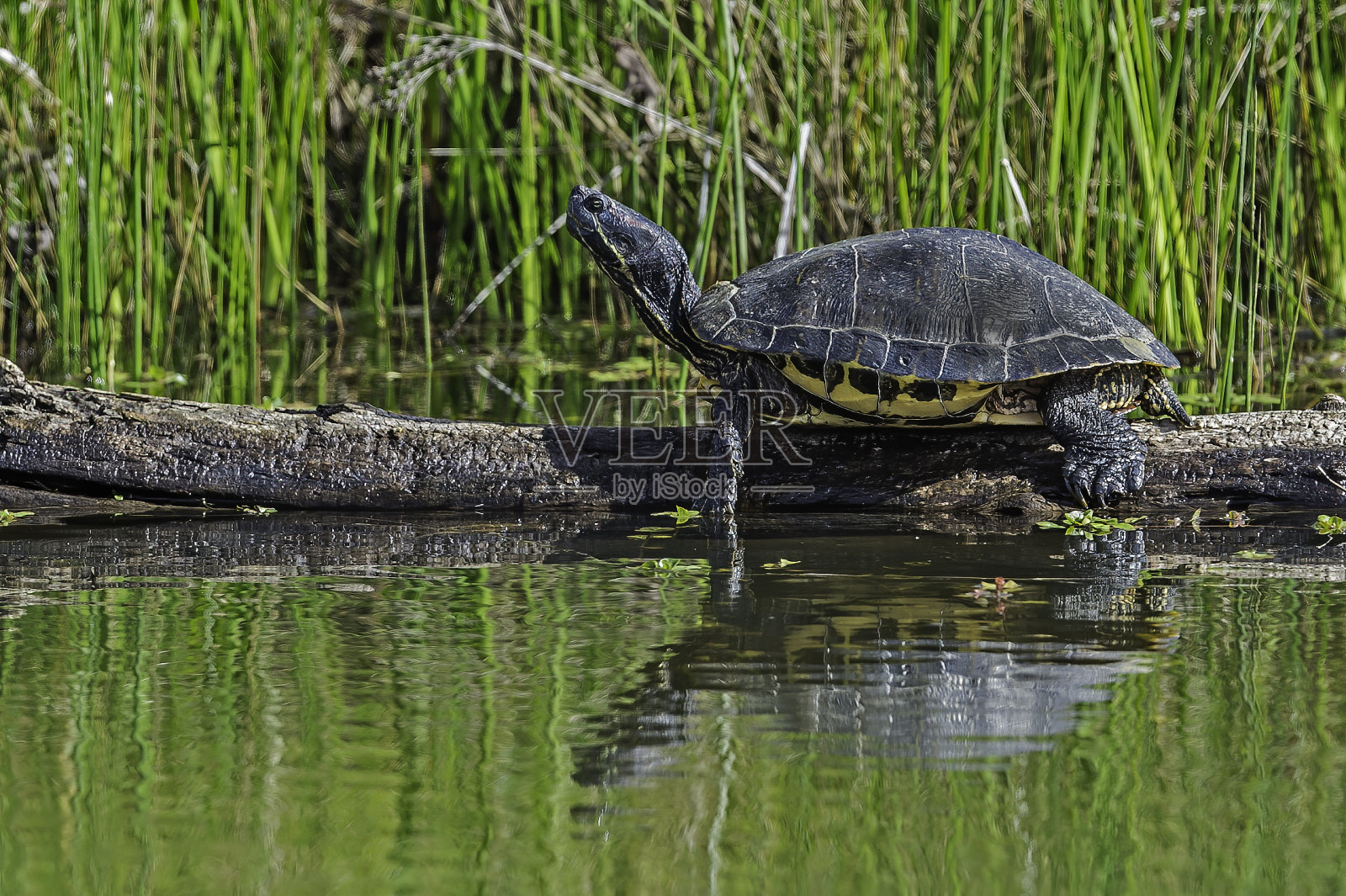 红耳滑龟(Trachemys scripta elegans)，又称红耳滑龟、红耳滑龟、红耳滑龟、水滑龟，是一种半水栖龟科海龟。伍德布里奇生态复位照片摄影图片