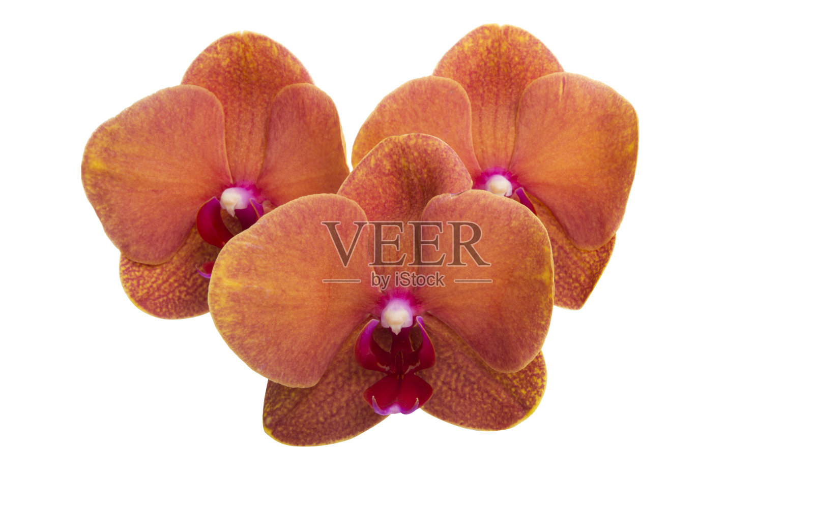 兰花花朵孤立照片摄影图片