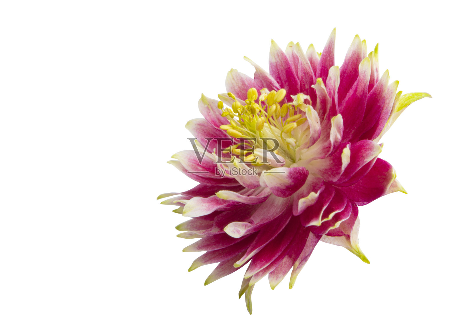 耧斗菜花孤立照片摄影图片