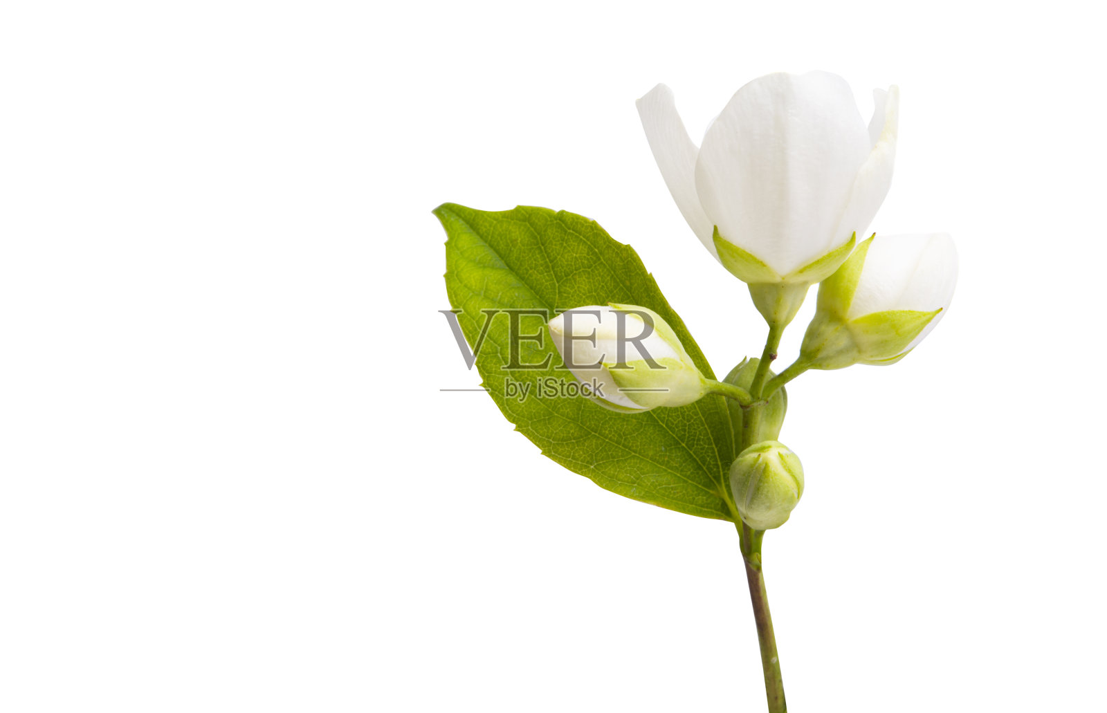茉莉花孤立照片摄影图片