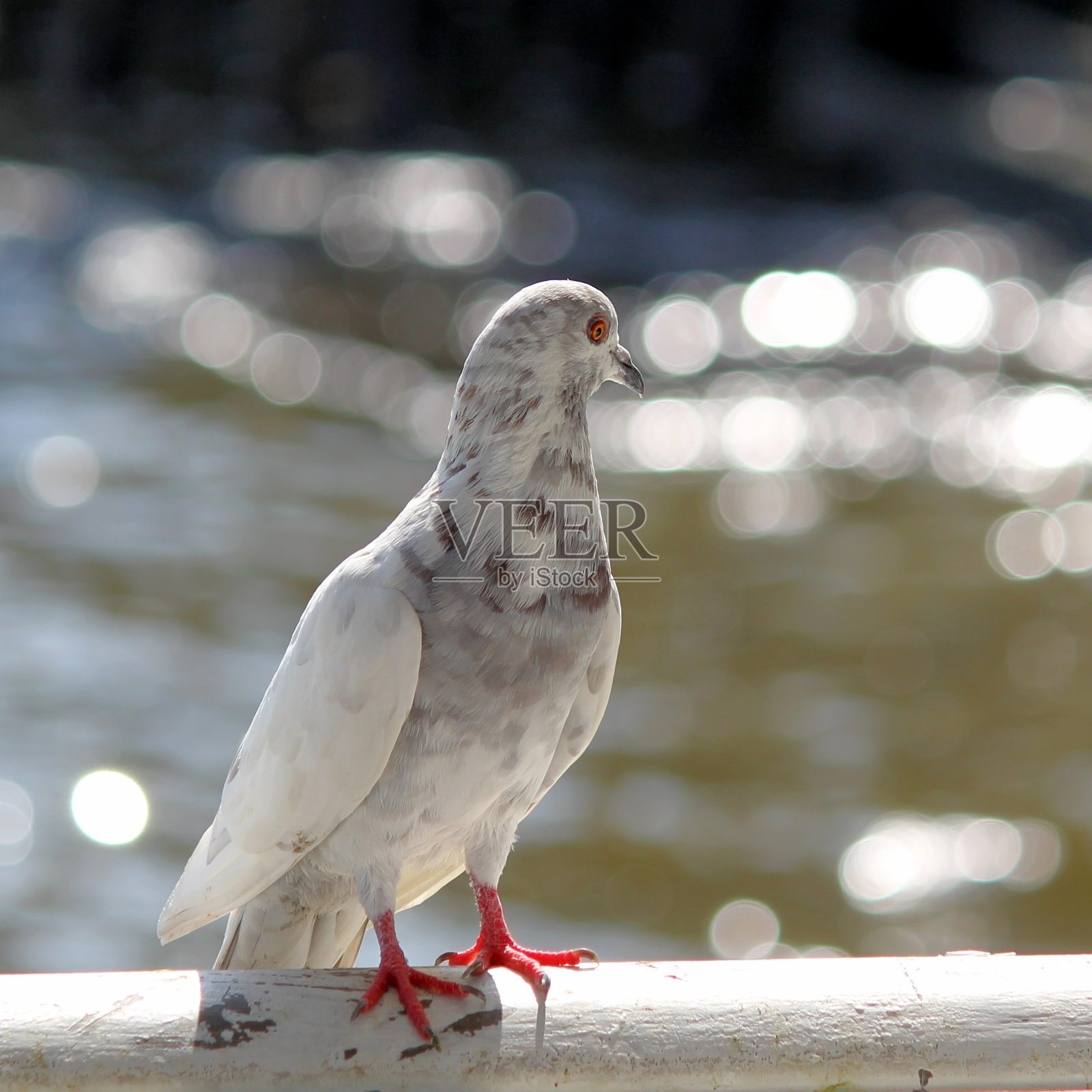 有自然背景的鸽子鸟照片摄影图片