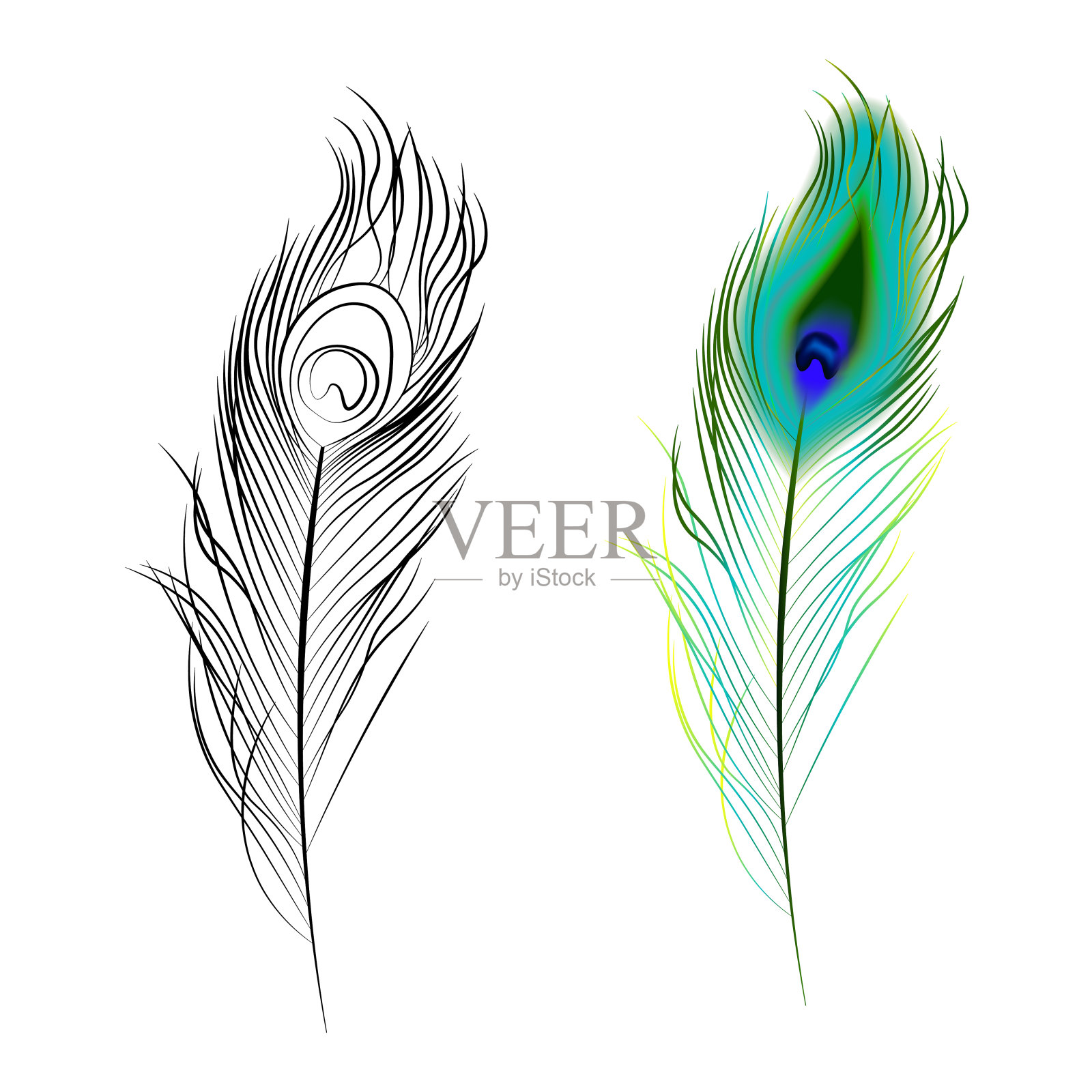 鲜艳的多色和黑白孔雀羽毛。设计元素。孤立的向量在白色背景上插画图片素材