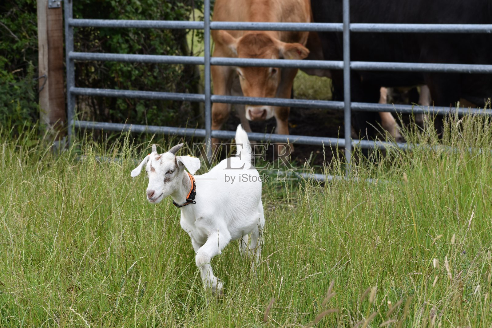 小山羊从肉牛身边走出来照片摄影图片