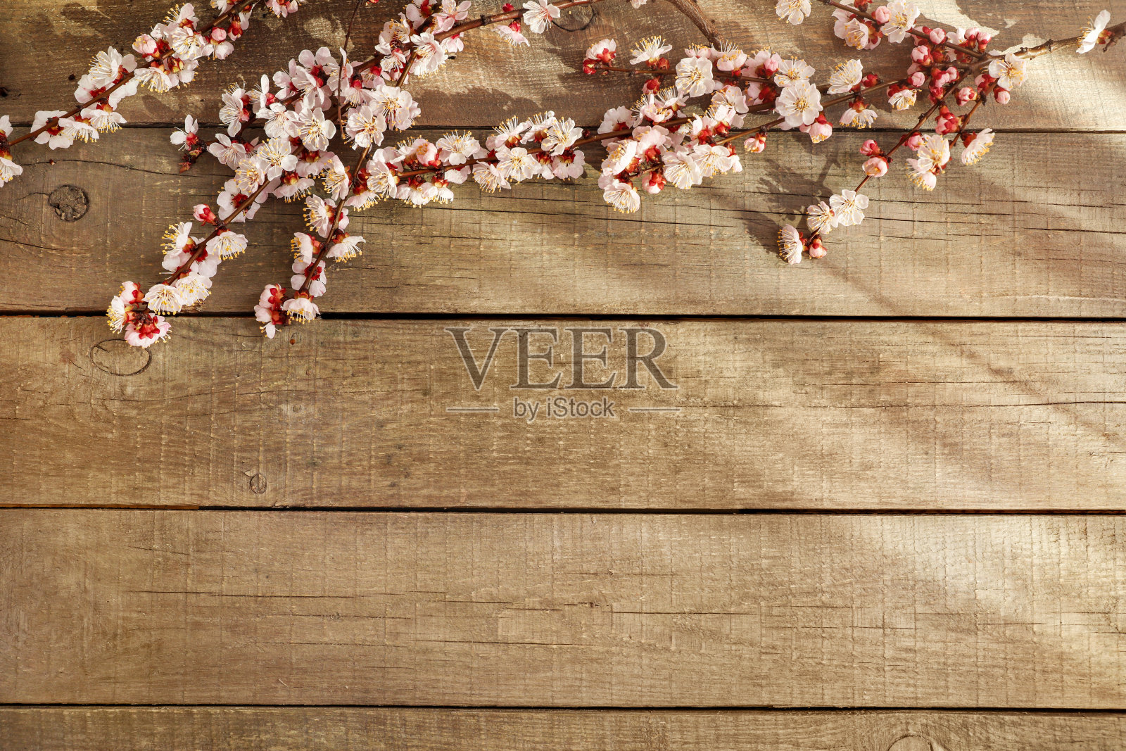 美丽娇嫩的春天盛开的枝叶照片摄影图片