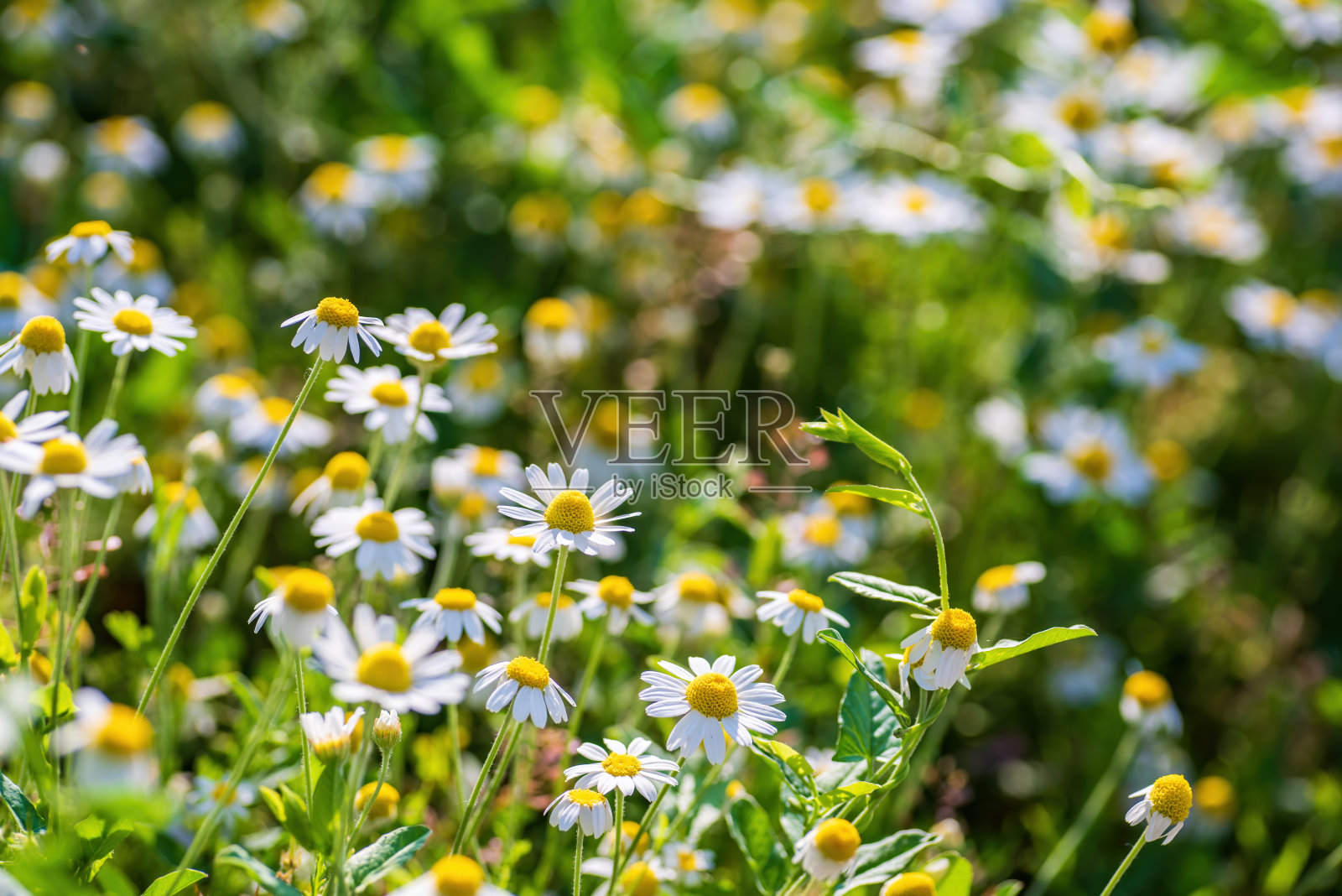 美丽的白色雏菊花。夏日草地上盛开的野花尽收眼底照片摄影图片