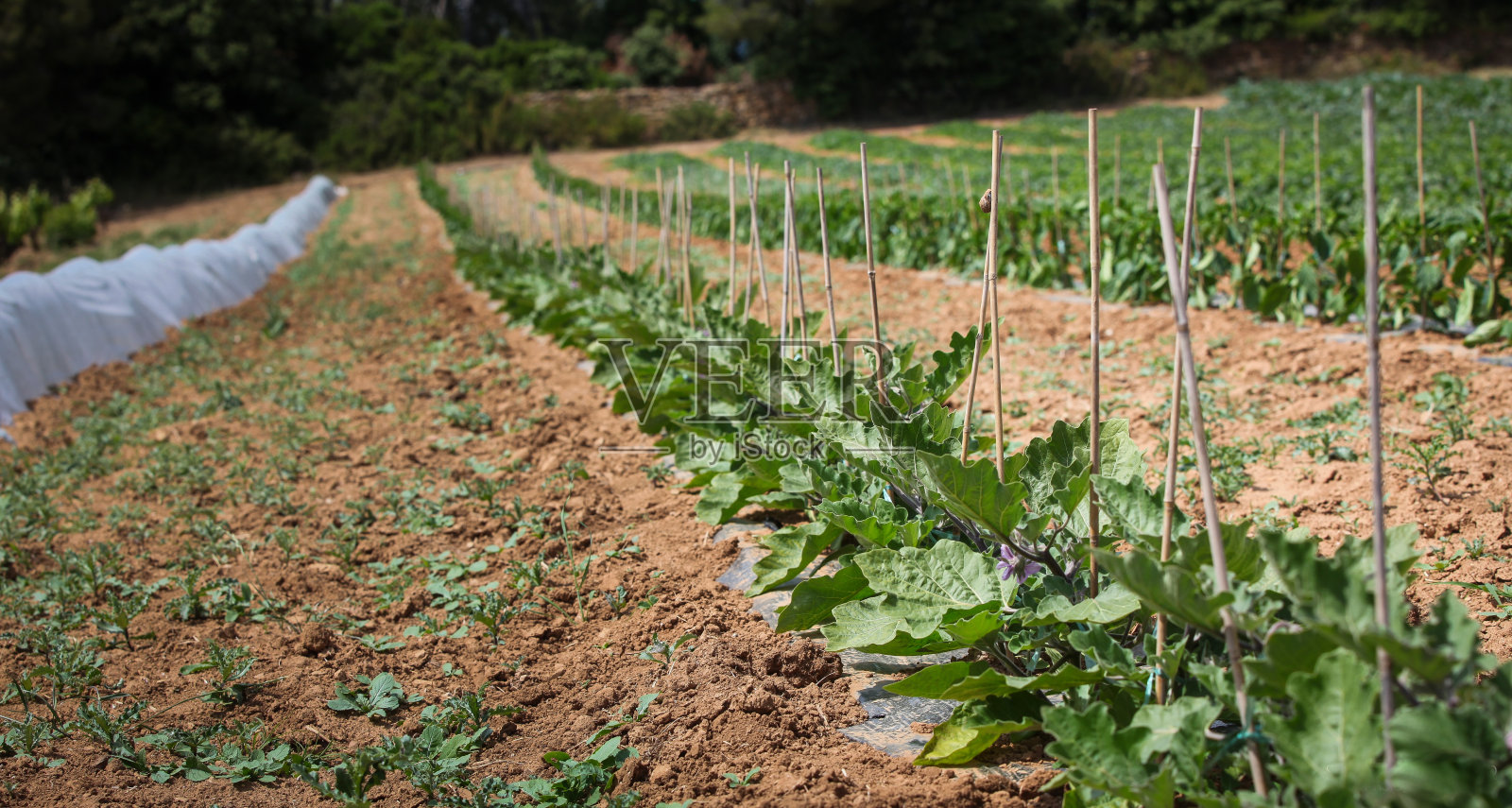 田野里有叶子的种植园照片摄影图片