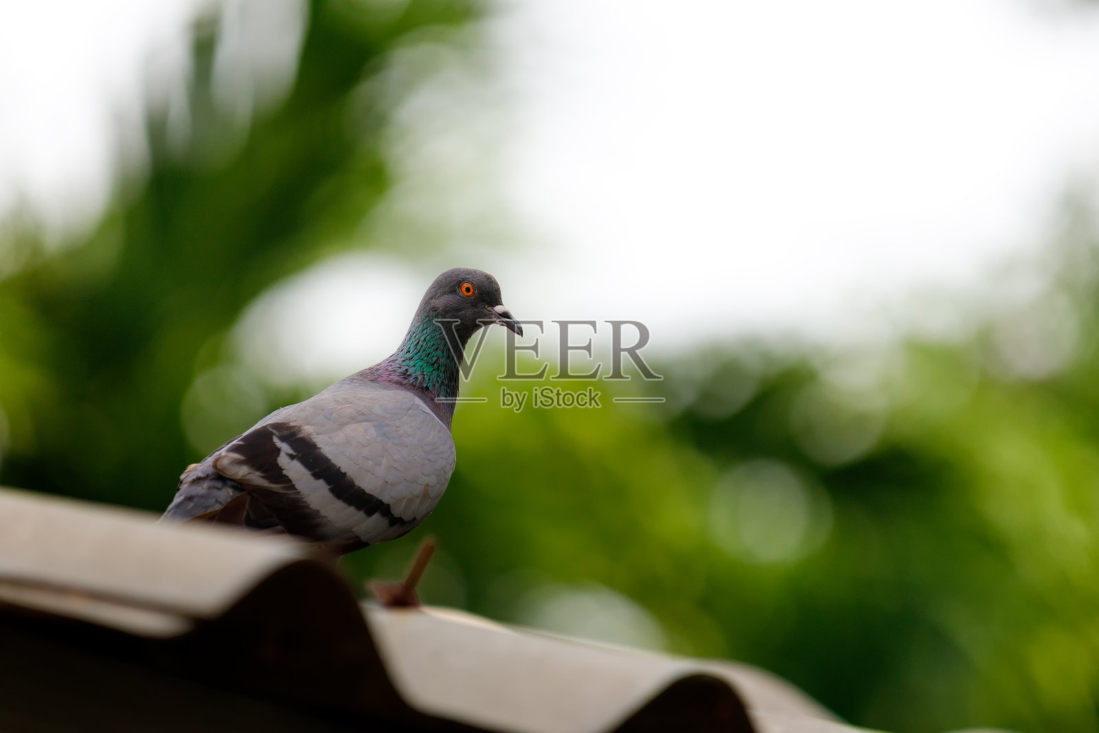 屋顶上的鸽子。照片摄影图片